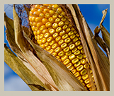 mature corn